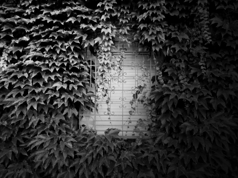 Fenêtre enfeuillée