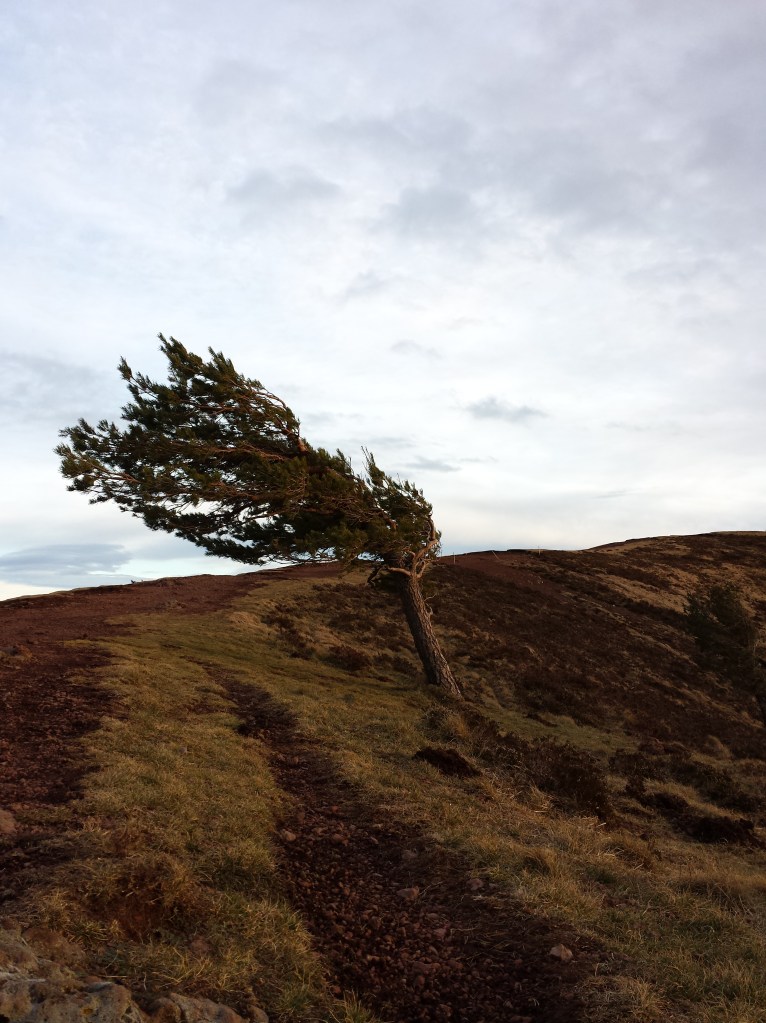 Le sens du vent... c'est par là <=