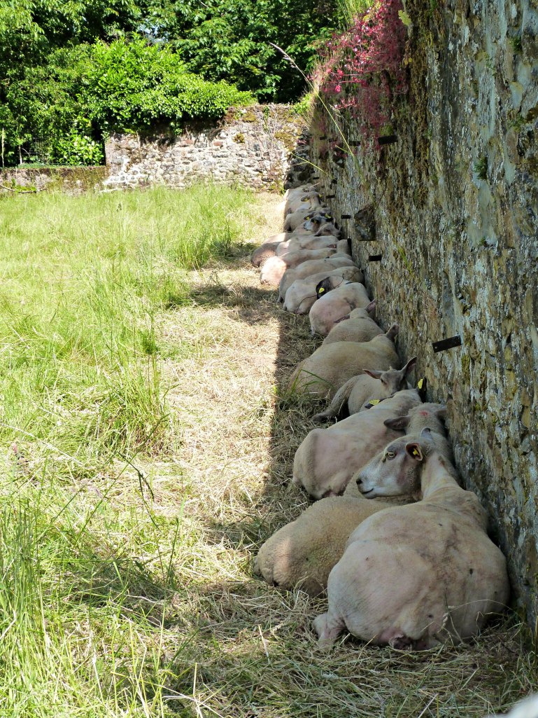 Moutons à l'ombre (ce qu'il en reste) du mur