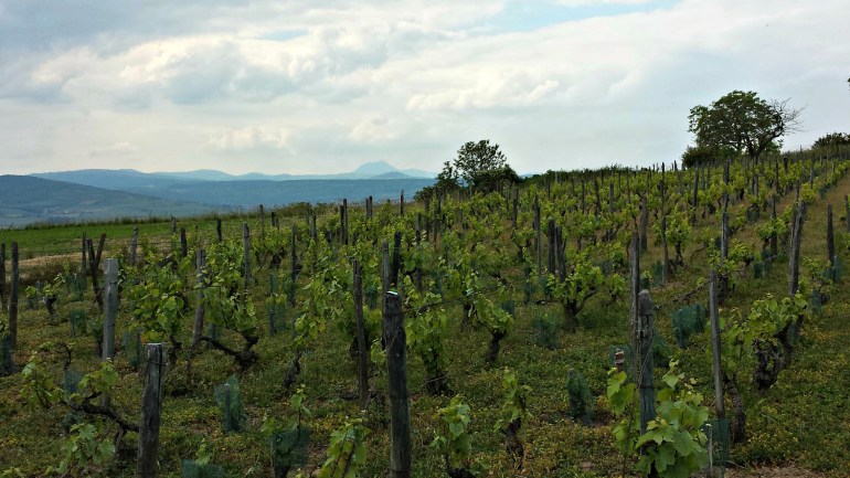 vignes