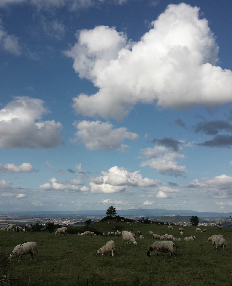 moutons_nuages