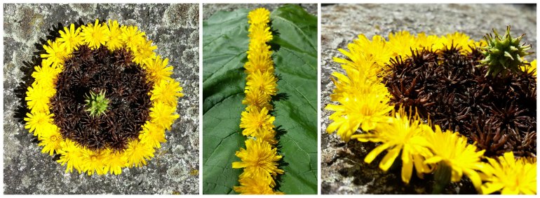 pissenlits_liquidambar