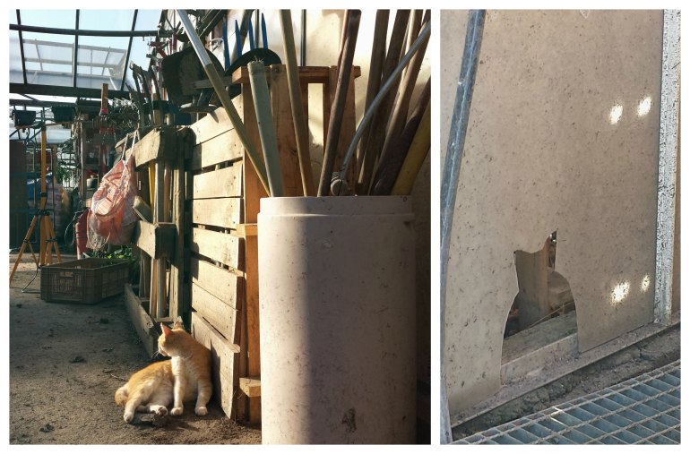 Chat trop mignon (et bio) qui m'a fait plein de câlins. Et trou dans la serre... en forme de chat ^^ (coïncidence?)