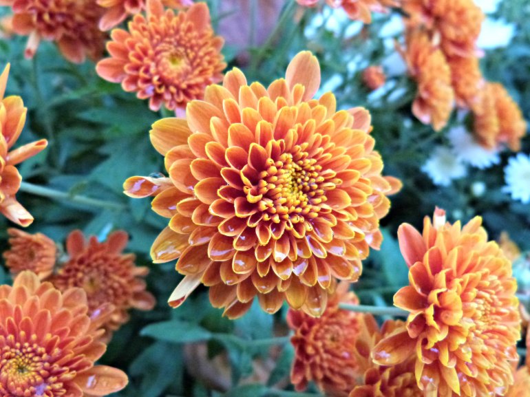 chrysantheme_orange