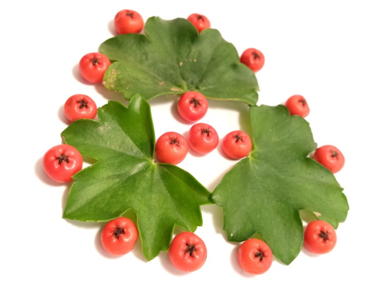 pyracantha_géranium