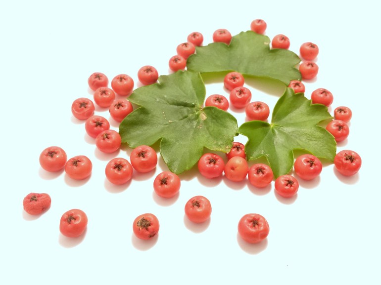 pyracantha_géranium_2