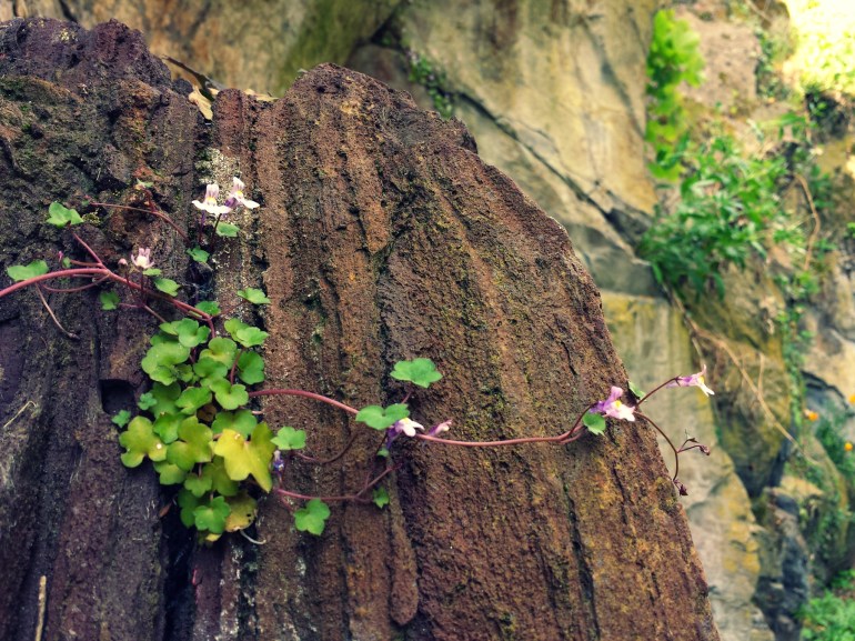 Bombe volcanique colonisée par de jolies petites fleurs