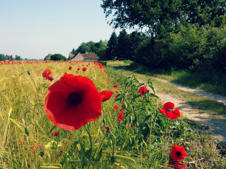 chemin_coquelicots