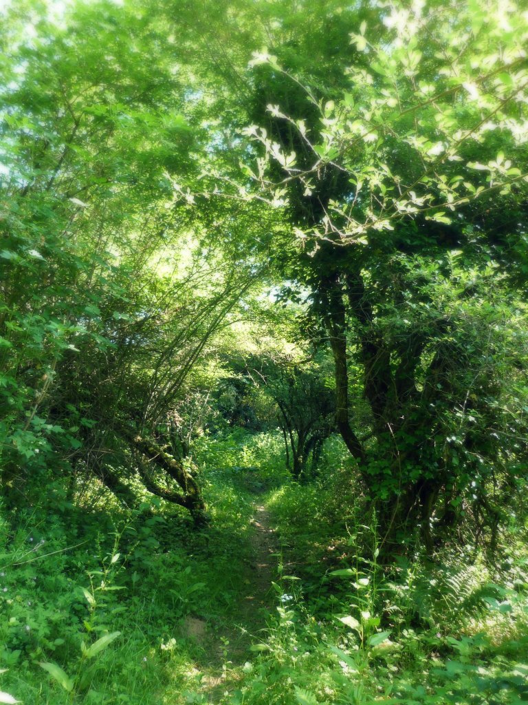 sentier_foret