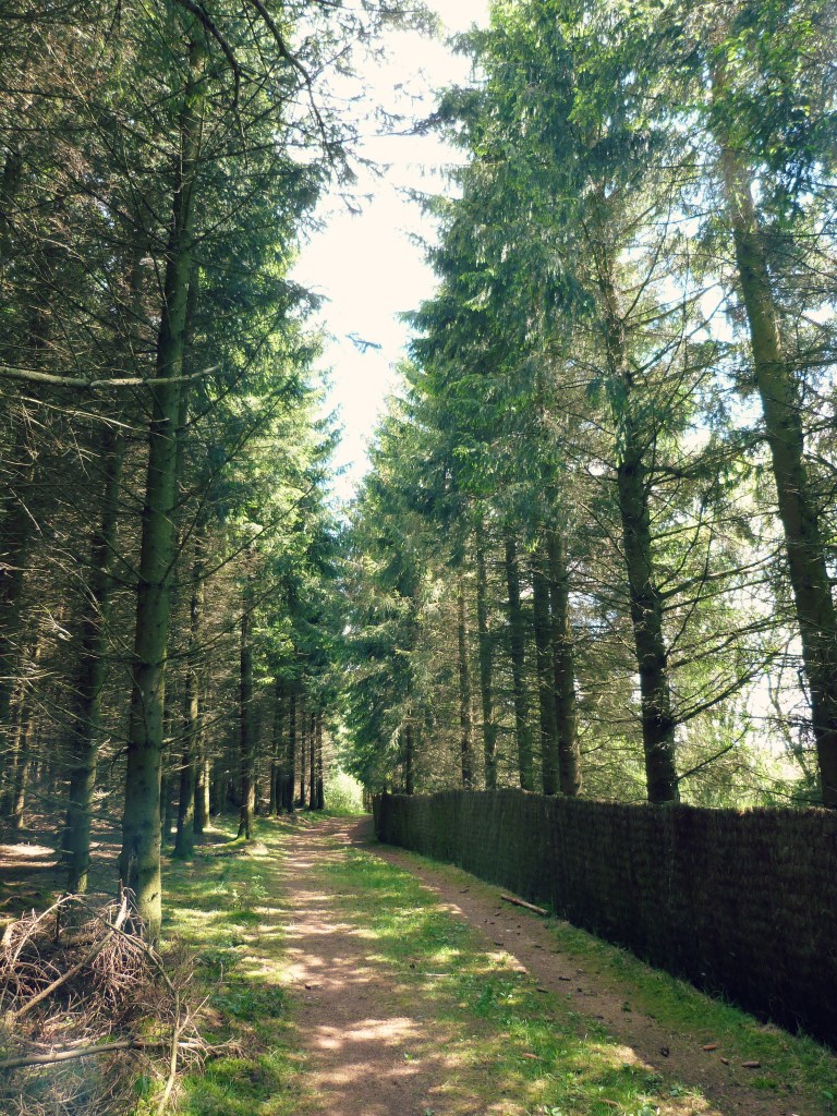 sous_bois_pulverieres