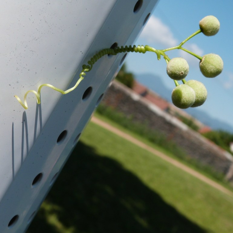 poitilleul_mylittlelandart