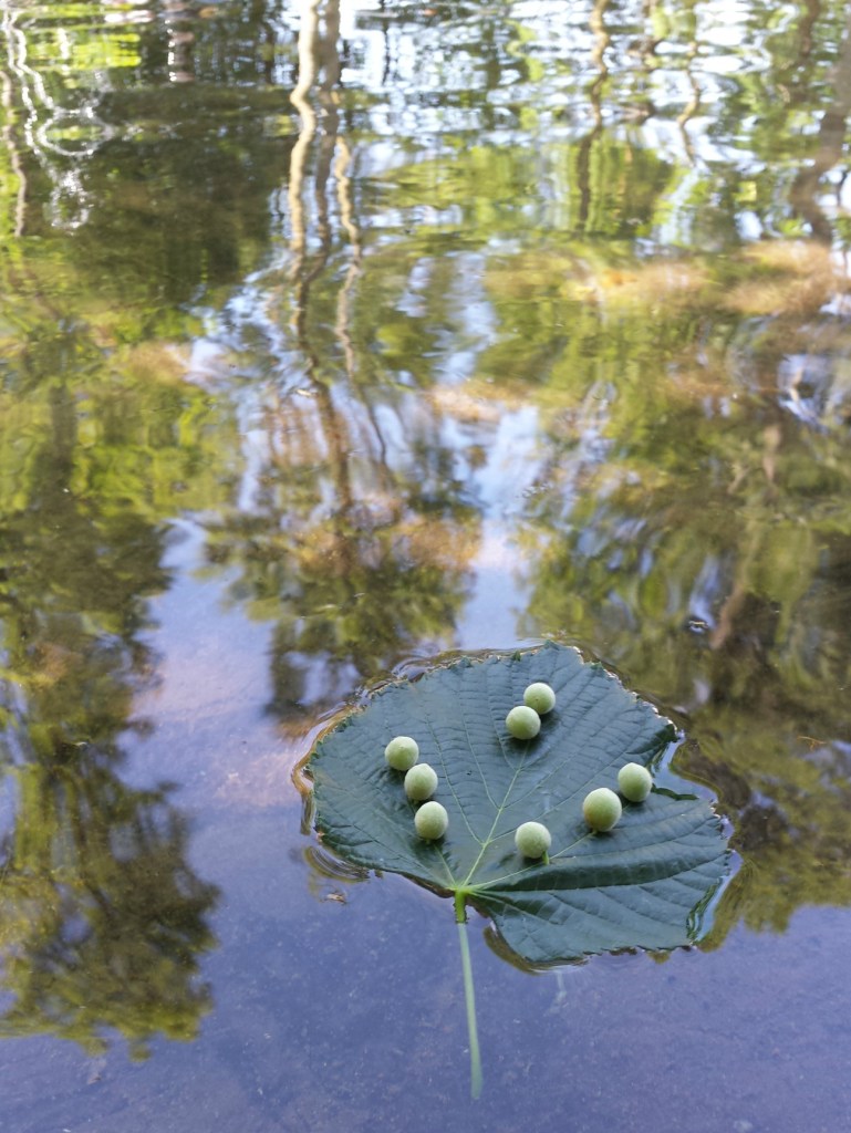 tilleul_mylittlelandart