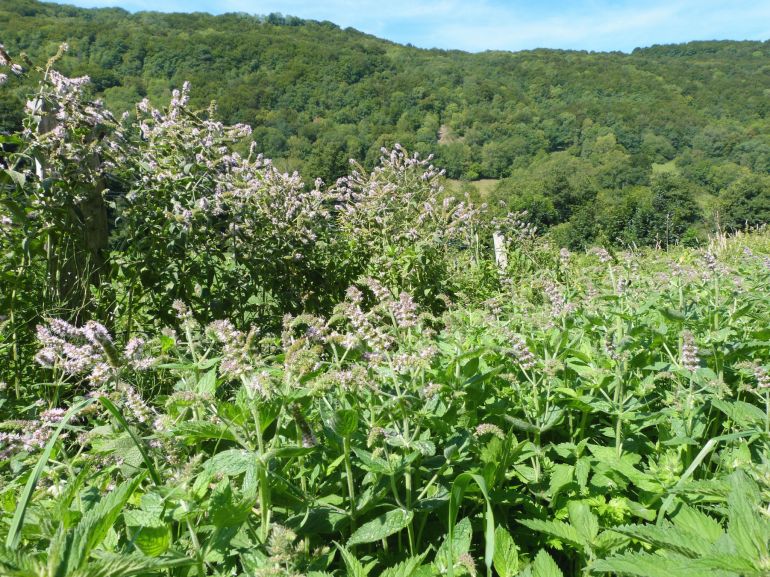 De la menthe sauvage au bord de la route #TeamMojito