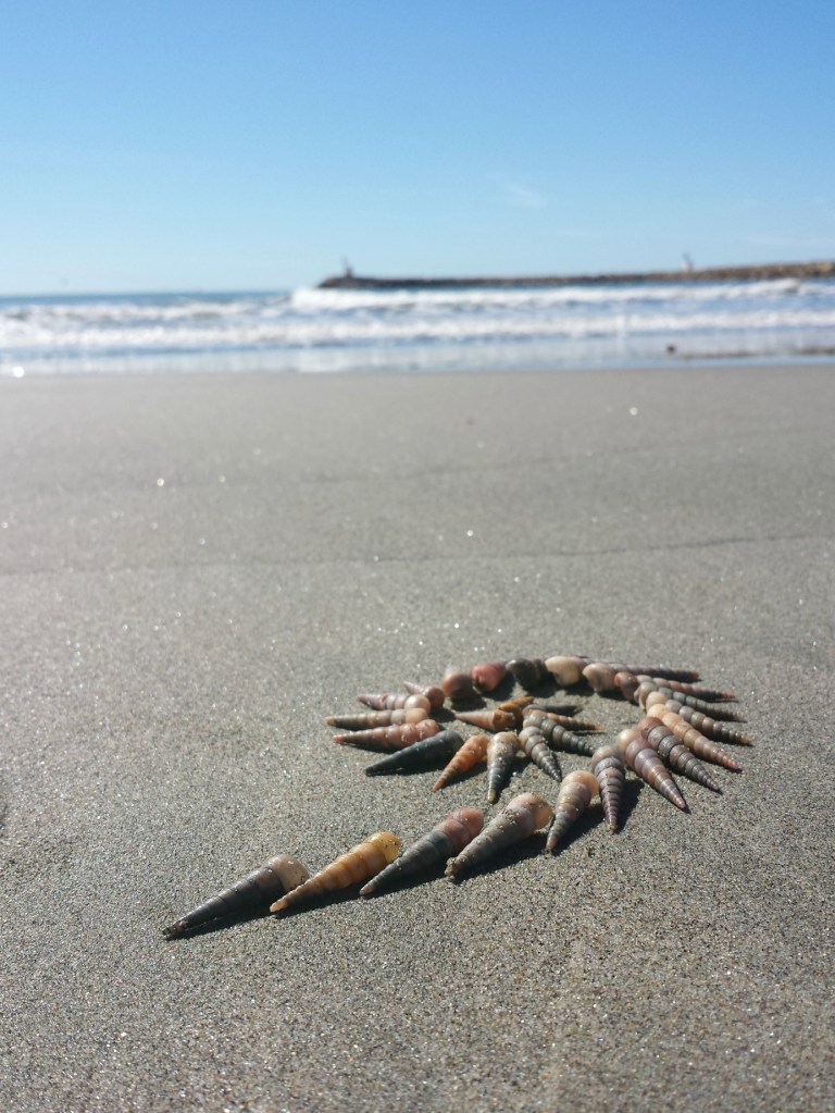 coquillages_4