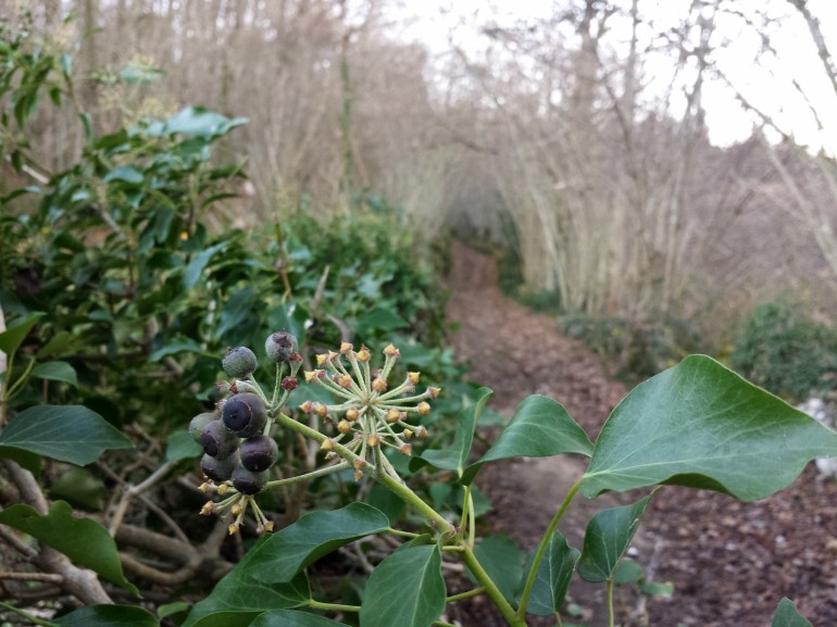 chemin_tournadouere3