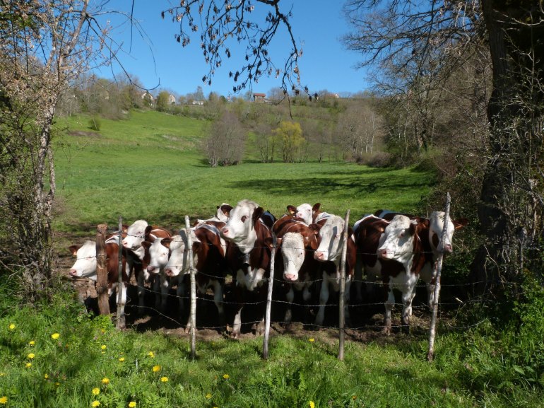 vaches_groupe
