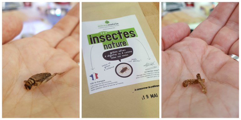 insectes