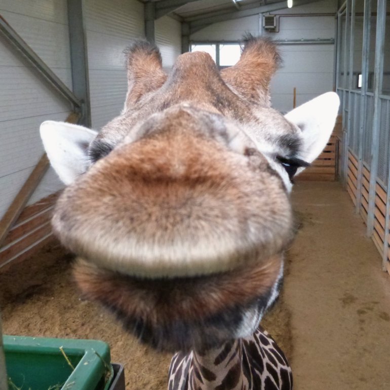 girafes2