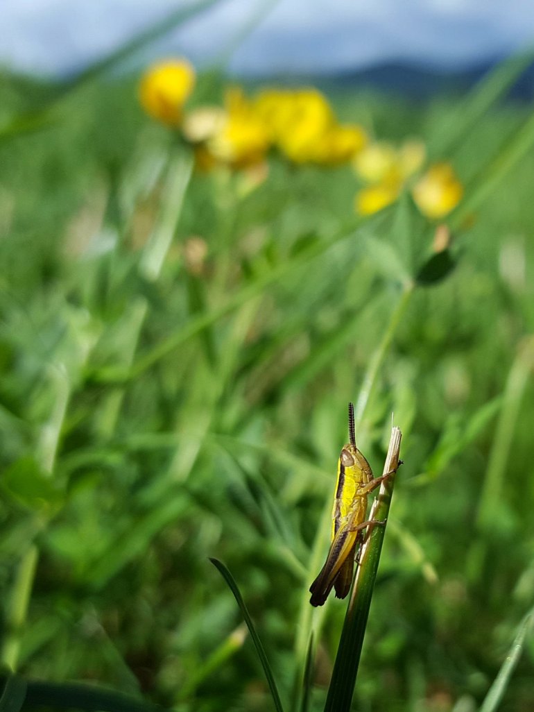 sauterelle1