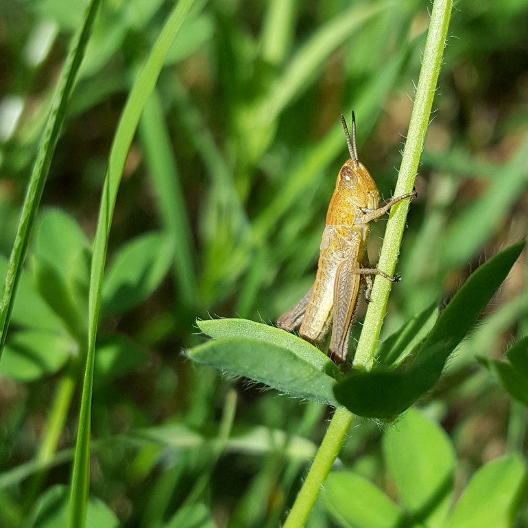 sauterelle2