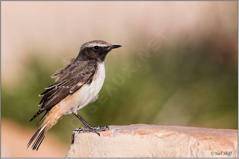 Traquet kurde Oenanthe xanthoprymna Kurdish Wheatear