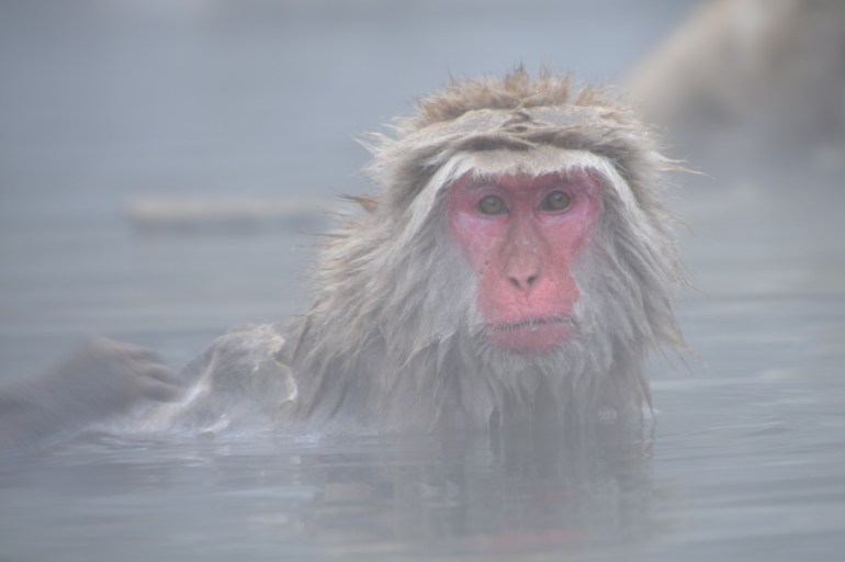 snow-monkey-hammam
